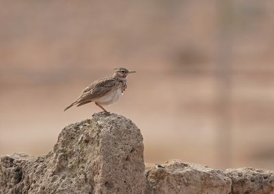 Kuifleeuwerik / Crested Lark