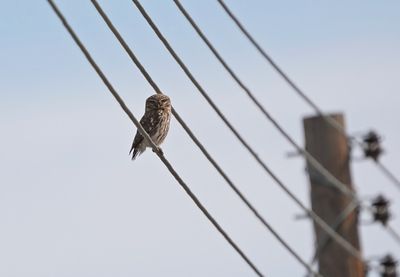 Steenuil / Little Owl