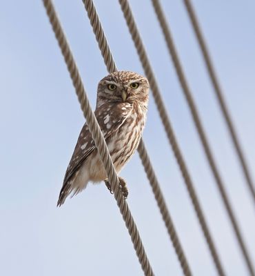 Steenuil / Little Owl