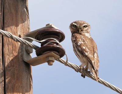 Steenuil / Little Owl