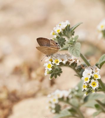 Tijgerblauwtje / Long-tailed Blue