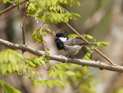 Zwarte Mees ssp cypriotes / Cyprus Coal Tit