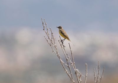 Gele Kwikstaart / Yellow Wagtail