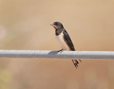 Boerenzwaluw / Barn Swallow