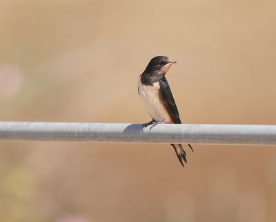 Boerenzwaluw / Barn Swallow