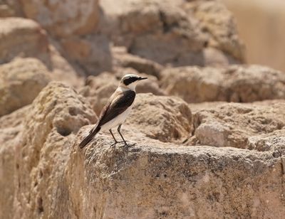 Oostelijke Blonde Tapuit / Eastern Black-eared Wheatear
