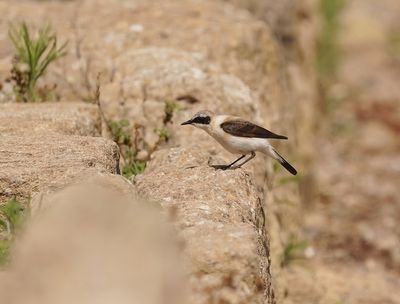 Oostelijke Blonde Tapuit / Eastern Black-eared Wheatear
