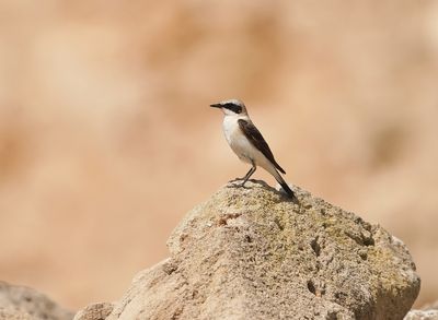 Oostelijke Blonde Tapuit / Eastern Black-eared Wheatear