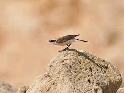 Oostelijke Blonde Tapuit / Eastern Black-eared Wheatear
