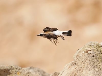 Oostelijke Blonde Tapuit / Eastern Black-eared Wheatear