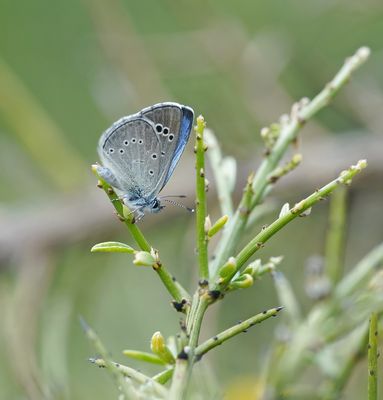 Cypriotisch Bloemenblauwtje / Paphos Blue