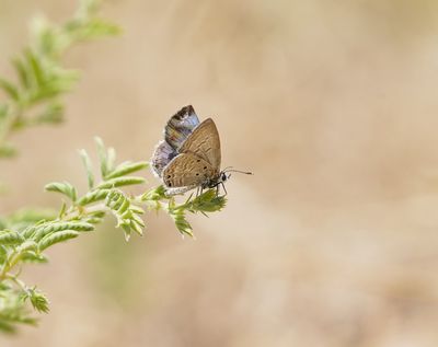 Cypriotisch Heliotroopblauwtje / Persian Grass Blue