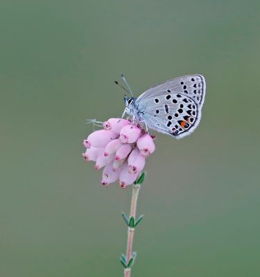 Veenbesblauwtje / Cranberry Blue