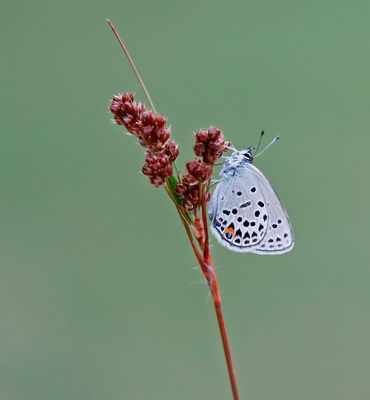 Veenbesblauwtje / Cranberry Blue