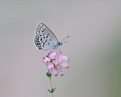 Veenbesblauwtje / Cranberry Blue