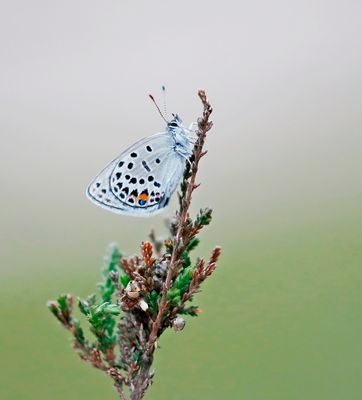 Veenbesblauwtje / Cranberry Blue