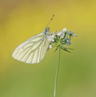 Klein Geaderd Witje / Green-veined White