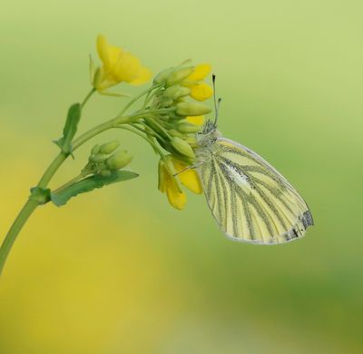 Klein Geaderd Witje / Green-veined White