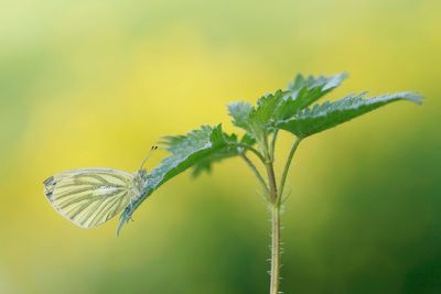 Klein Geaderd Witje / Green-veined White