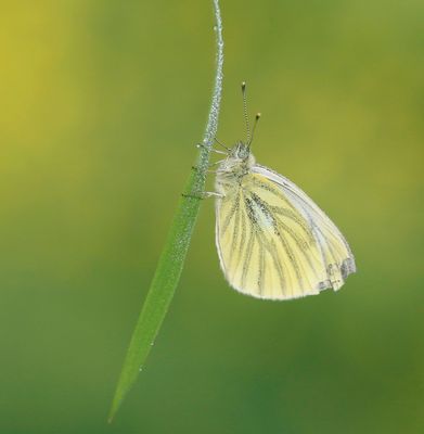Klein Geaderd Witje / Green-veined White
