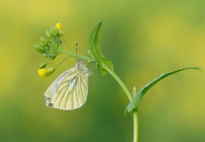 Klein Geaderd Witje / Green-veined White