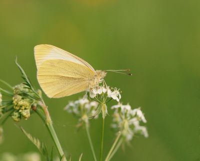 Klein Koolwitje / Small White