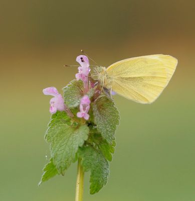 :: Klein Koolwitje / Small White ::
