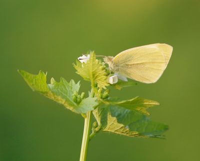 Klein Koolwitje / Small White
