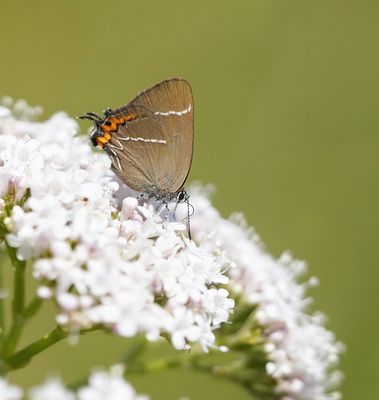 Iepenpage / White-letter Hairstreak