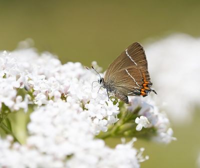 Iepenpage / White-letter Hairstreak
