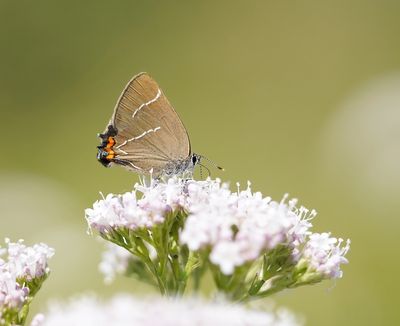 Iepenpage / White-letter Hairstreak