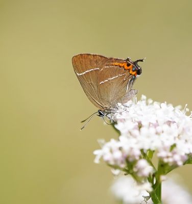 Iepenpage / White-letter Hairstreak