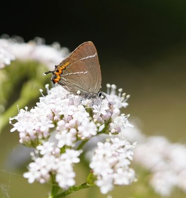 Iepenpage / White-letter Hairstreak