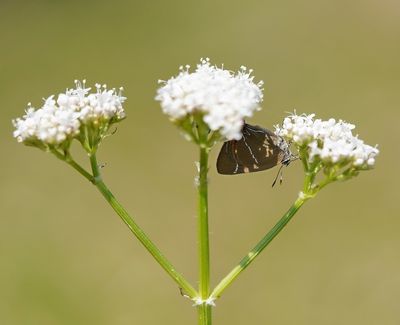 Iepenpage / White-letter Hairstreak