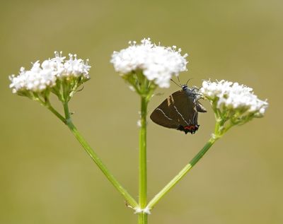 Iepenpage / White-letter Hairstreak