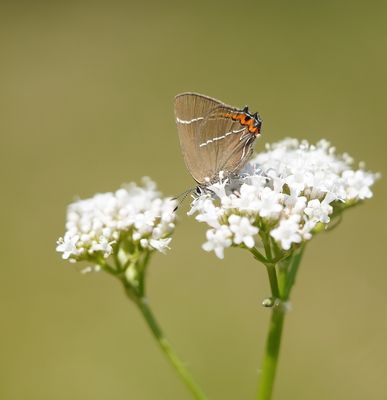 Iepenpage / White-letter Hairstreak