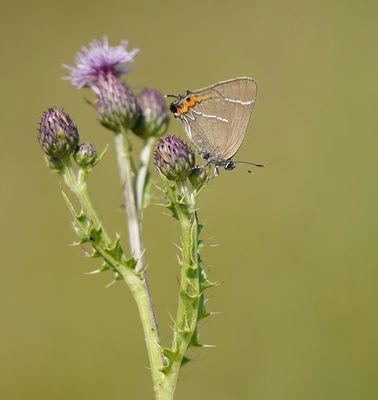 Iepenpage / White-letter Hairstreak