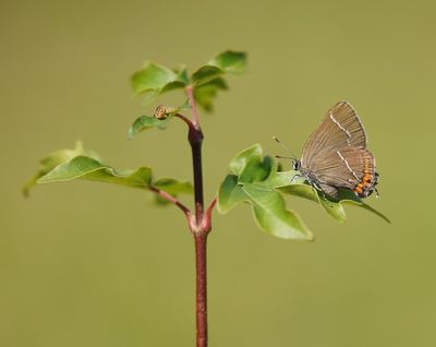 Iepenpage / White-letter Hairstreak