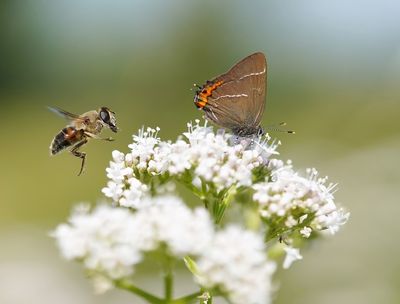 Iepenpage / White-letter Hairstreak