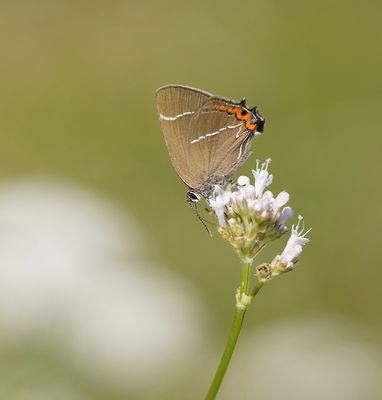 Iepenpage / White-letter Hairstreak