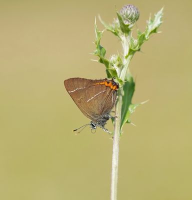 Iepenpage / White-letter Hairstreak