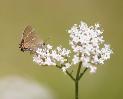 Iepenpage / White-letter Hairstreak