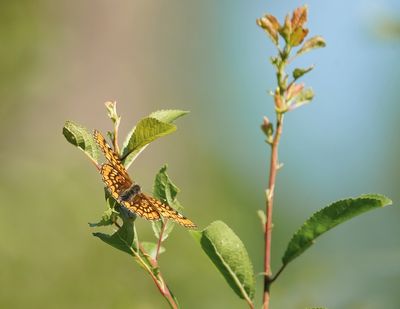 Roodbonte Parelmoervlinder / Scarce Fritillary