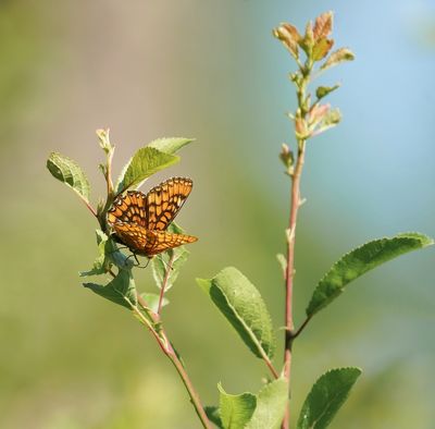 Roodbonte Parelmoervlinder / Scarce Fritillary