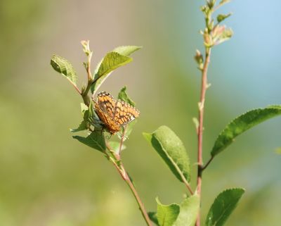Roodbonte Parelmoervlinder / Scarce Fritillary