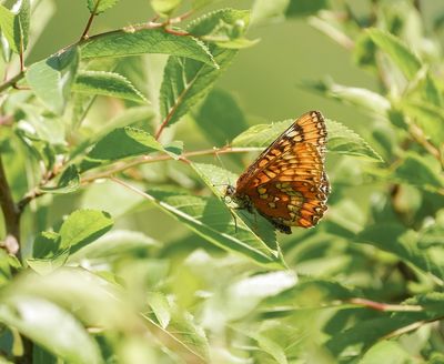 Roodbonte Parelmoervlinder / Scarce Fritillary