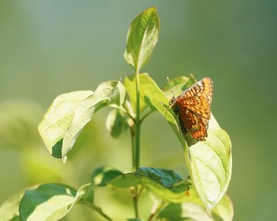 Roodbonte Parelmoervlinder / Scarce Fritillary