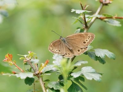 Boszandoog / Woodland Brown