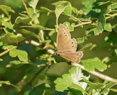 Boszandoog / Woodland Brown