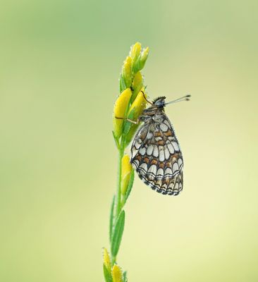 Bosparelmoervlinder / Heath Fritillary